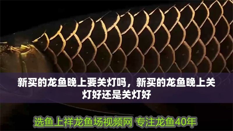 新買的龍魚晚上要關燈嗎，新買的龍魚晚上關燈好還是關燈好