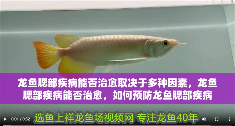龍魚腮部疾病能否治愈取決于多種因素，龍魚腮部疾病能否治愈，如何預(yù)防龍魚腮部疾病