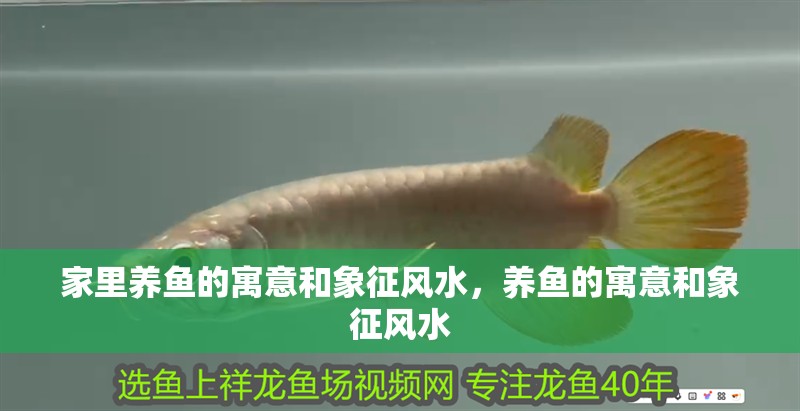 家里養魚的寓意和象征風水，養魚的寓意和象征風水