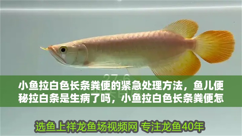 小魚拉白色長條糞便的緊急處理方法，魚兒便秘拉白條是生病了嗎，小魚拉白色長條糞便怎么辦