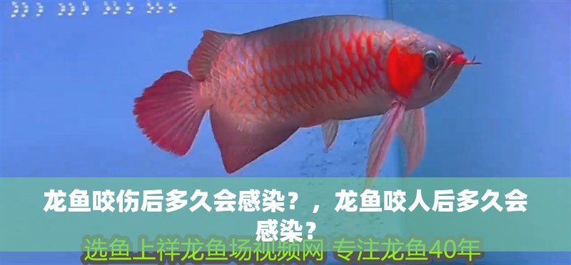 龍魚咬傷后多久會感染？，龍魚咬人后多久會感染？