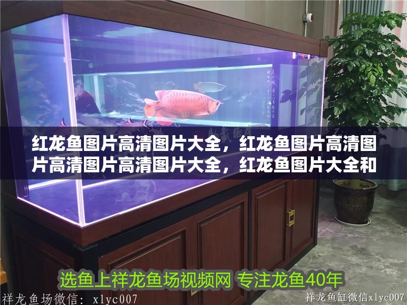 紅龍魚圖片高清圖片大全，紅龍魚圖片高清圖片高清圖片高清圖片大全，紅龍魚圖片大全和紅龍魚圖片大全和紅龍魚圖片高清圖片大全