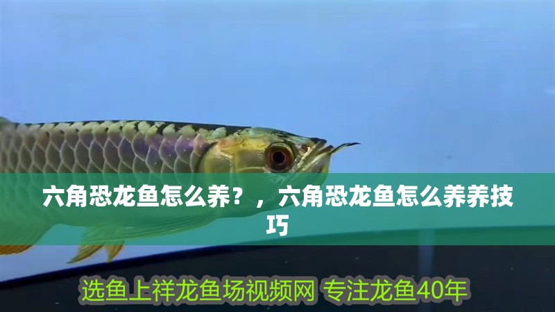 六角恐龍魚怎么養？，六角恐龍魚怎么養養技巧