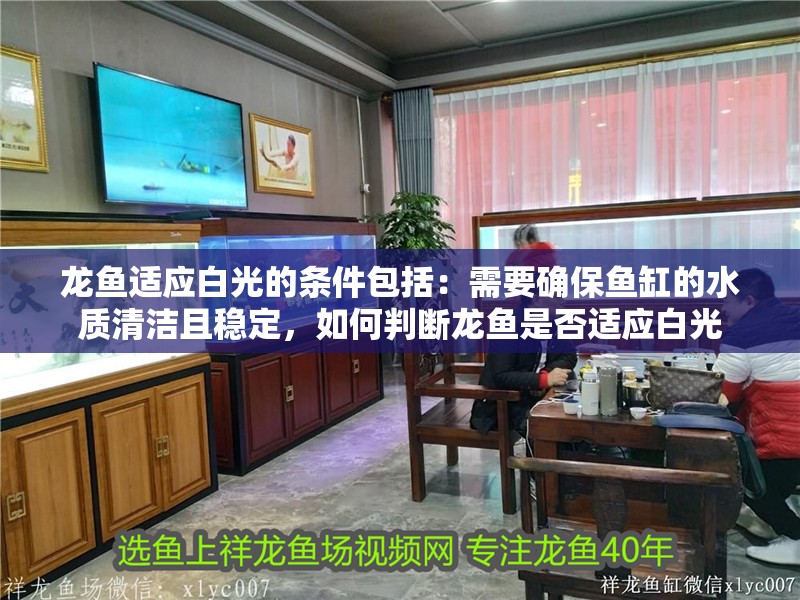 龍魚適應白光的條件包括：需要確保魚缸的水質清潔且穩定，如何判斷龍魚是否適應白光