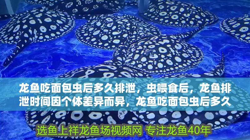 龍魚(yú)吃面包蟲(chóng)后多久排泄，蟲(chóng)喂食后，龍魚(yú)排泄時(shí)間因個(gè)體差異而異，龍魚(yú)吃面包蟲(chóng)后多久會(huì)消化