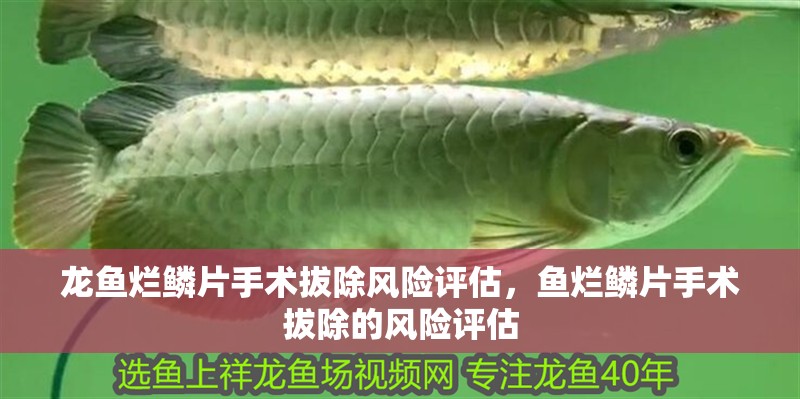 龍魚爛鱗片手術拔除風險評估，魚爛鱗片手術拔除的風險評估
