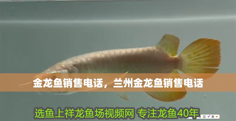 金龍魚銷售電話，蘭州金龍魚銷售電話