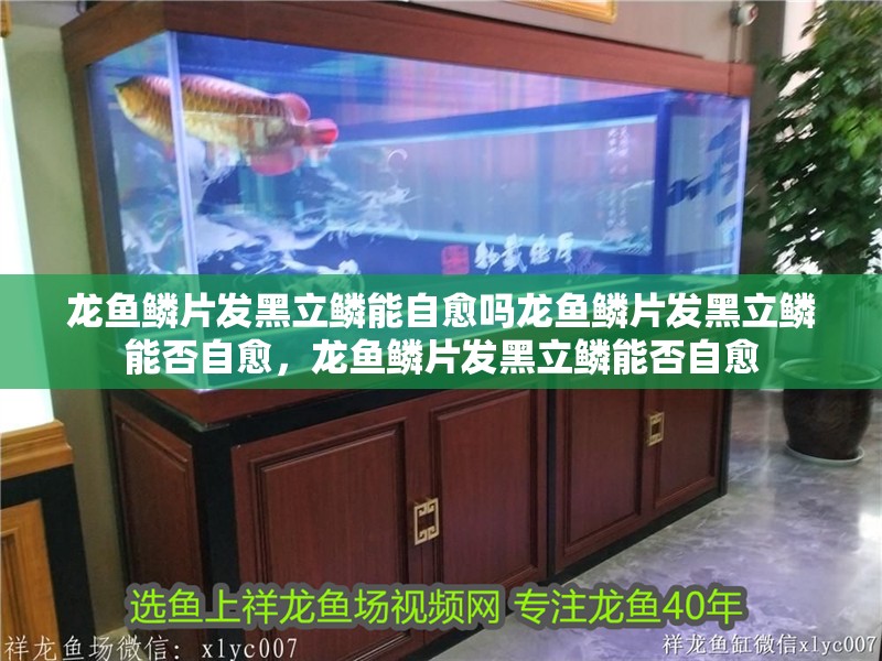 龍魚鱗片發黑立鱗能自愈嗎龍魚鱗片發黑立鱗能否自愈，龍魚鱗片發黑立鱗能否自愈