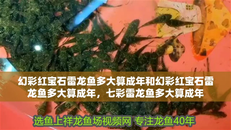 幻彩紅寶石雷龍魚多大算成年和幻彩紅寶石雷龍魚多大算成年，七彩雷龍魚多大算成年