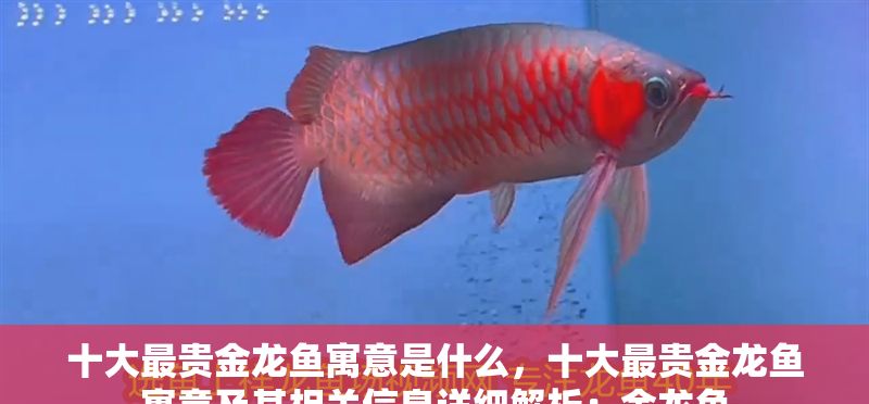 十大最貴金龍魚寓意是什么，十大最貴金龍魚寓意及其相關信息詳細解析：金龍魚