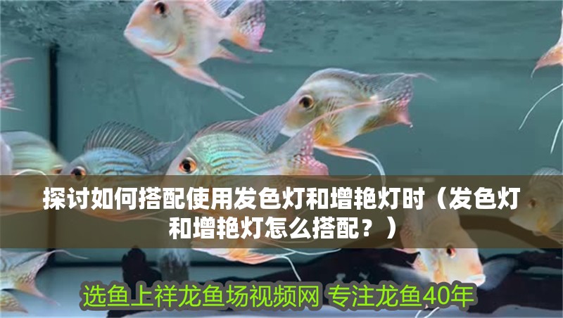 探討如何搭配使用發色燈和增艷燈時（發色燈和增艷燈怎么搭配？）