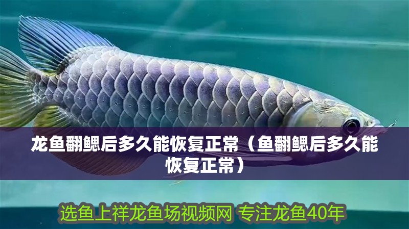 龍魚翻鰓后多久能恢復(fù)正常（魚翻鰓后多久能恢復(fù)正常）