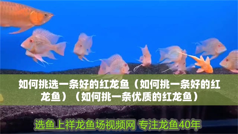 如何挑選一條好的紅龍魚（如何挑一條好的紅龍魚）（如何挑一條優(yōu)質(zhì)的紅龍魚）