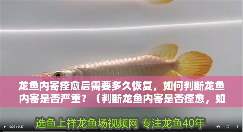龍魚內寄痊愈后需要多久恢復，如何判斷龍魚內寄是否嚴重？（判斷龍魚內寄是否痊愈，如何判斷龍魚內寄是否痊愈）