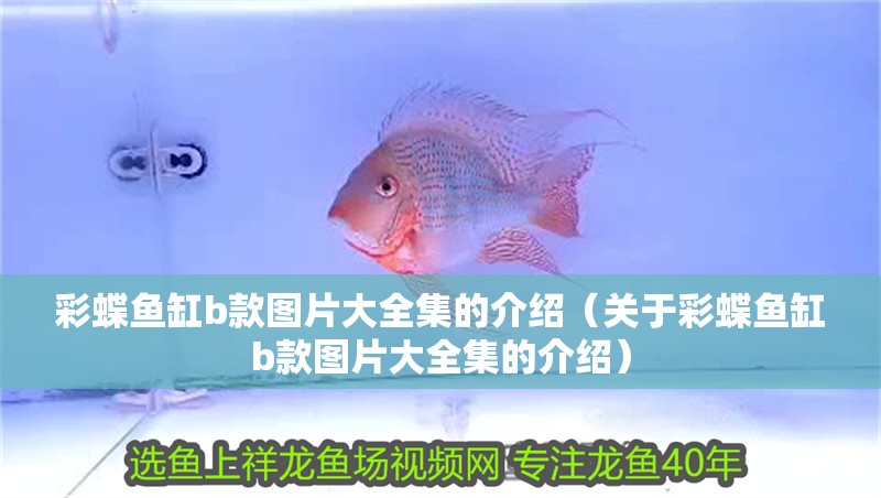 彩蝶魚缸b款圖片大全集的介紹（關于彩蝶魚缸b款圖片大全集的介紹）