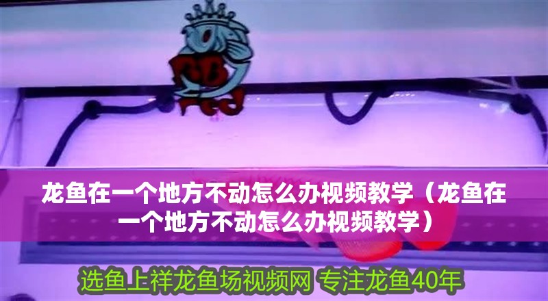 龍魚在一個地方不動怎么辦視頻教學（龍魚在一個地方不動怎么辦視頻教學）