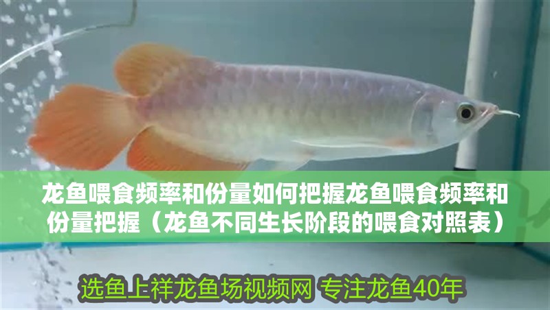 龍魚喂食頻率和份量如何把握龍魚喂食頻率和份量把握（龍魚不同生長階段的喂食對照表）