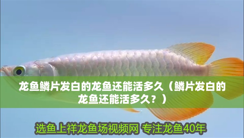 龍魚鱗片發(fā)白的龍魚還能活多久（鱗片發(fā)白的龍魚還能活多久？）