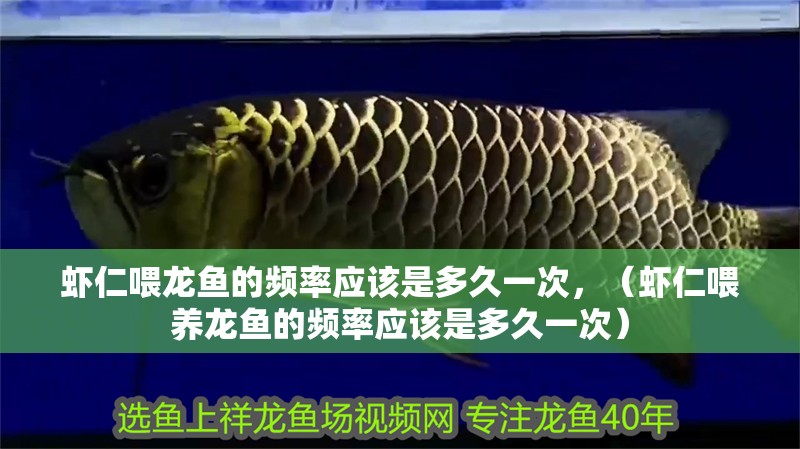 蝦仁喂龍魚的頻率應該是多久一次，（蝦仁喂養龍魚的頻率應該是多久一次）