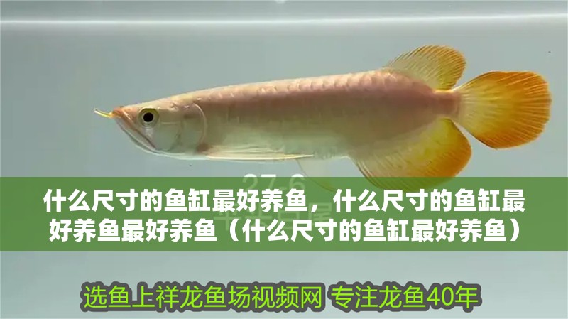 什么尺寸的魚缸最好養魚，什么尺寸的魚缸最好養魚最好養魚（什么尺寸的魚缸最好養魚）