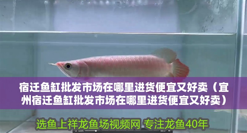 宿遷魚缸批發市場在哪里進貨便宜又好賣（宜州宿遷魚缸批發市場在哪里進貨便宜又好賣）