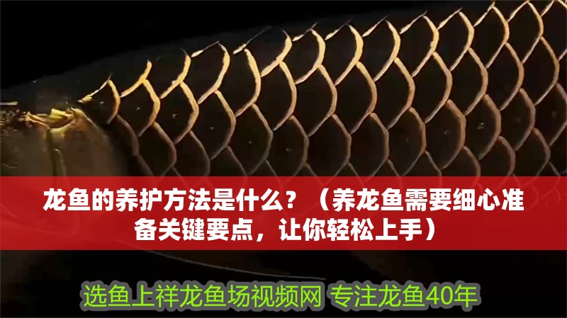 龍魚的養(yǎng)護(hù)方法是什么？（養(yǎng)龍魚需要細(xì)心準(zhǔn)備關(guān)鍵要點(diǎn)，讓你輕松上手）