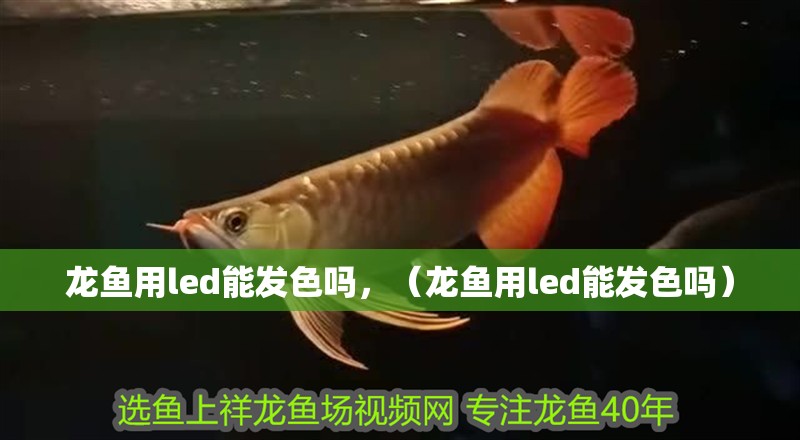龍魚用led能發色嗎，（龍魚用led能發色嗎）