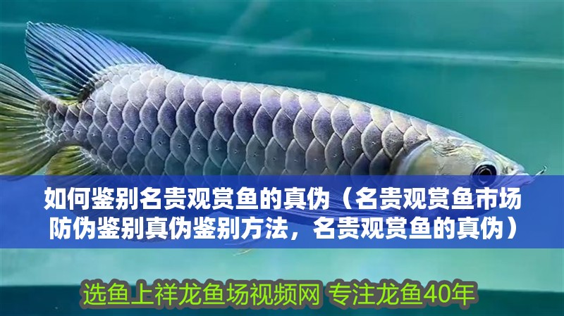 如何鑒別名貴觀賞魚的真偽（名貴觀賞魚市場防偽鑒別真偽鑒別方法，名貴觀賞魚的真偽）