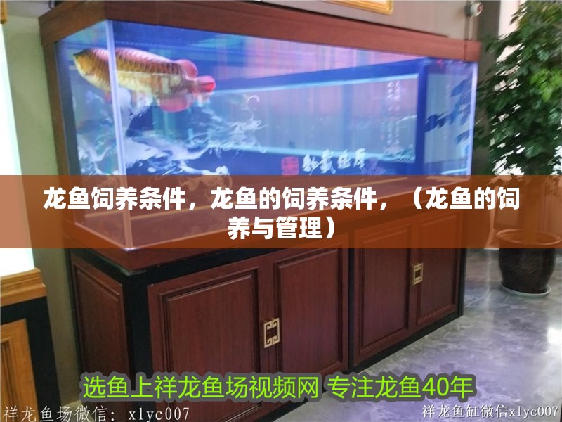 龍魚飼養條件，龍魚的飼養條件，（龍魚的飼養與管理）