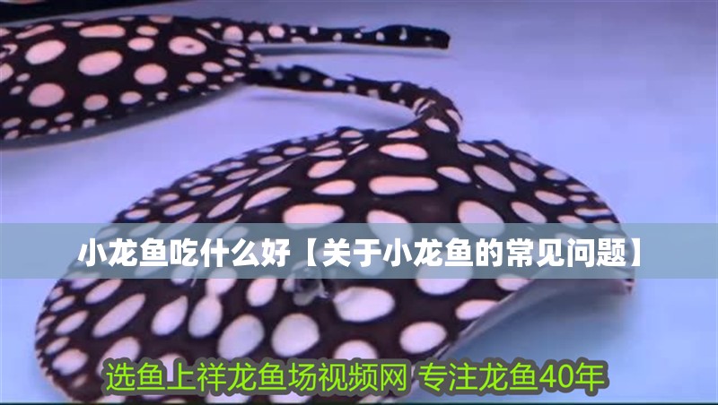 小龍魚吃什么好【關于小龍魚的常見問題】