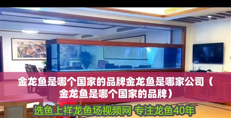 金龍魚是哪個國家的品牌金龍魚是哪家公司（金龍魚是哪個國家的品牌）