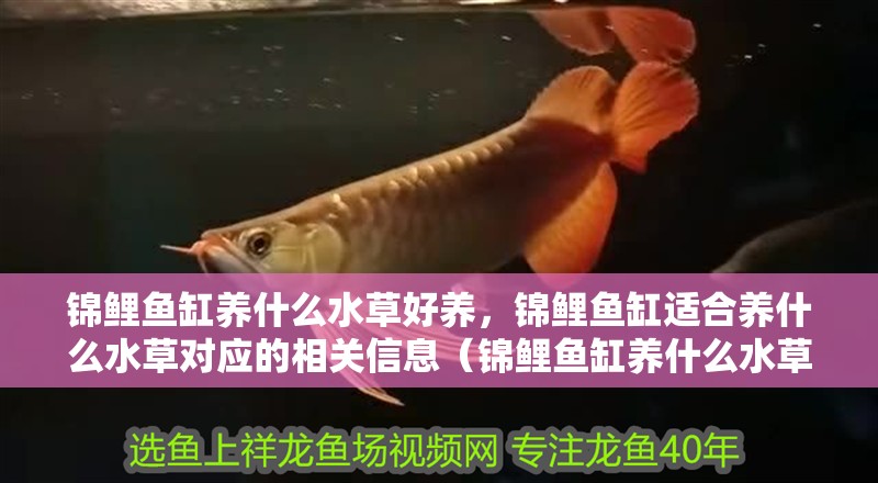 錦鯉魚缸養(yǎng)什么水草好養(yǎng)，錦鯉魚缸適合養(yǎng)什么水草對應(yīng)的相關(guān)信息（錦鯉魚缸養(yǎng)什么水草好養(yǎng)）