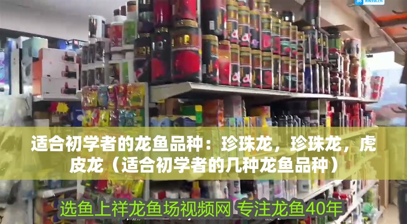 適合初學者的龍魚品種：珍珠龍，珍珠龍，虎皮龍（適合初學者的幾種龍魚品種）