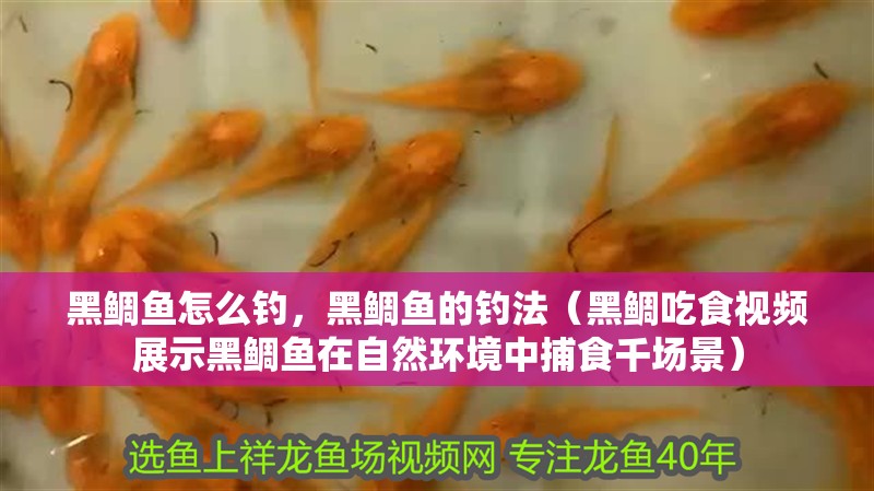 黑鯛魚怎么釣，黑鯛魚的釣法（黑鯛吃食視頻展示黑鯛魚在自然環(huán)境中捕食千場(chǎng)景）