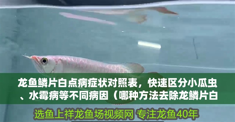 龍魚鱗片白點病癥狀對照表，快速區分小瓜蟲、水霉病等不同病因（哪種方法去除龍鱗片白點最有效）