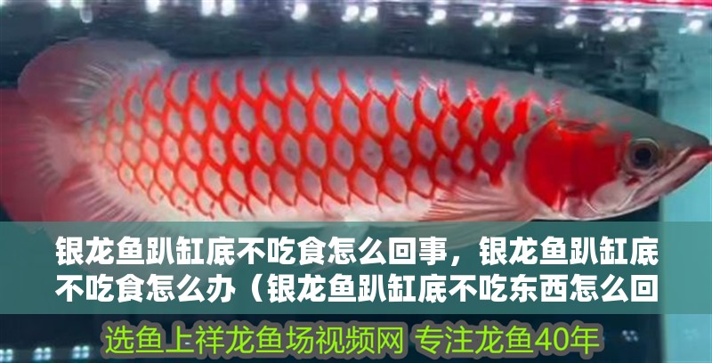 銀龍魚趴缸底不吃食怎么回事，銀龍魚趴缸底不吃食怎么辦（銀龍魚趴缸底不吃東西怎么回事）