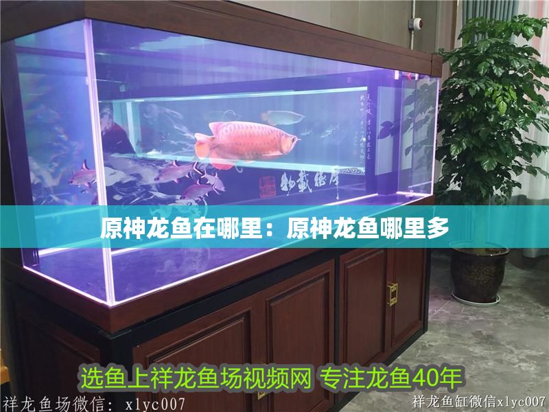 原神龍魚在哪里：原神龍魚哪里多