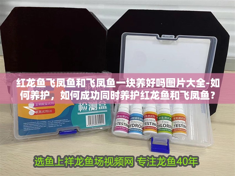 紅龍魚飛鳳魚和飛鳳魚一塊養好嗎圖片大全-如何養護，如何成功同時養護紅龍魚和飛鳳魚？