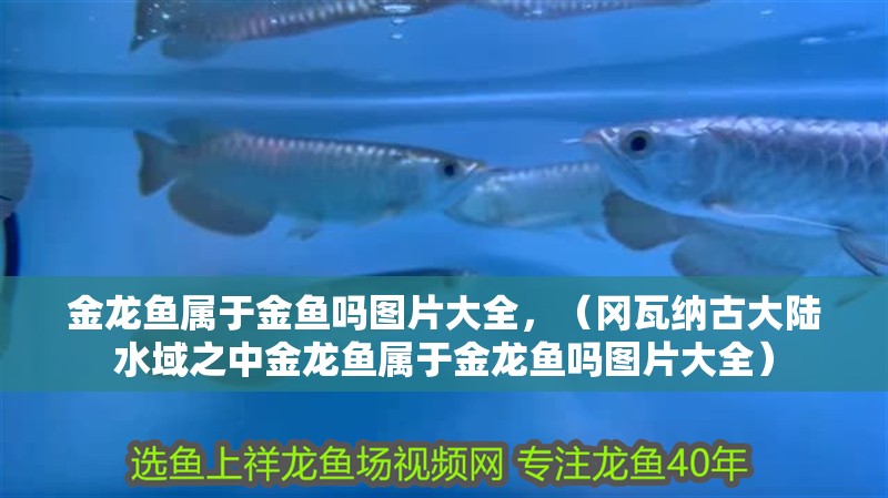 金龍魚屬于金魚嗎圖片大全，（岡瓦納古大陸水域之中金龍魚屬于金龍魚嗎圖片大全）