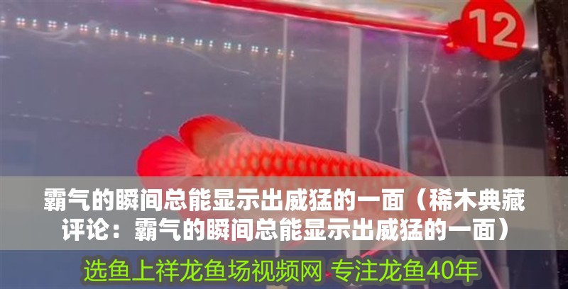 霸氣的瞬間總能顯示出威猛的一面（稀木典藏評論：霸氣的瞬間總能顯示出威猛的一面）