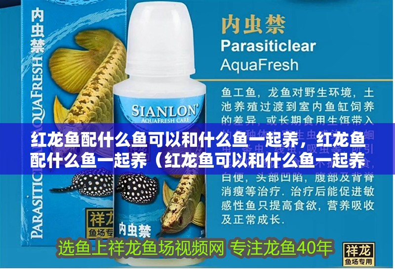 紅龍魚配什么魚可以和什么魚一起養，紅龍魚配什么魚一起養（紅龍魚可以和什么魚一起養？） 紅龍魚配什么魚可以和什么魚一起養，紅龍魚配什么魚一起養（紅龍魚可以和什么魚一起養？） 觀賞魚百科