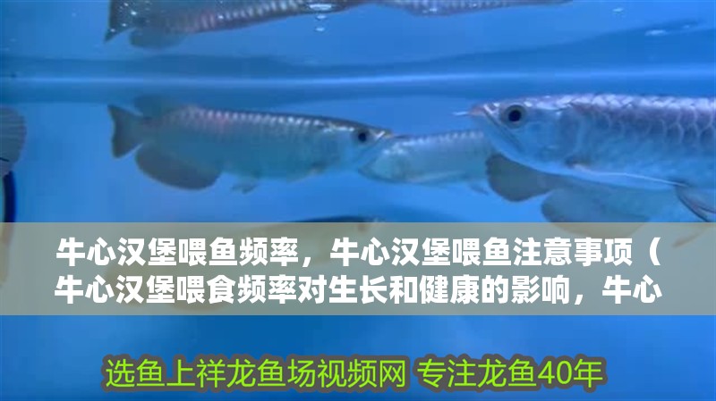 牛心漢堡喂魚頻率，牛心漢堡喂魚注意事項(xiàng)（牛心漢堡喂食頻率對生長和健康的影響，牛心漢堡喂魚注意事項(xiàng)）
