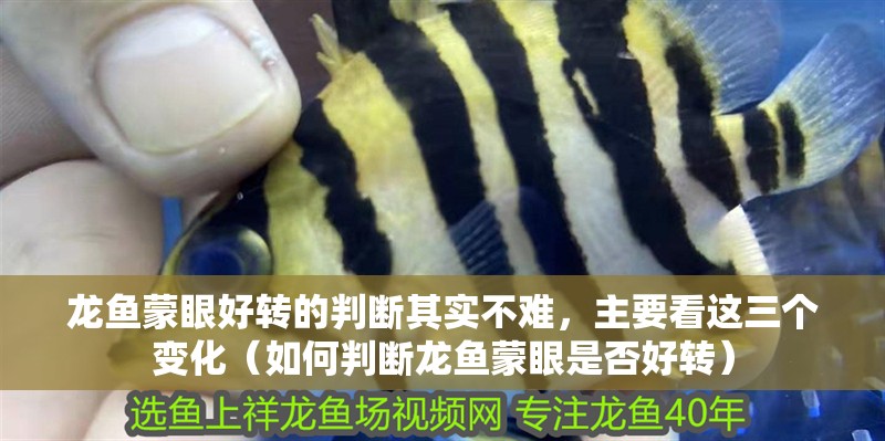 龍魚蒙眼好轉的判斷其實不難，主要看這三個變化（如何判斷龍魚蒙眼是否好轉）