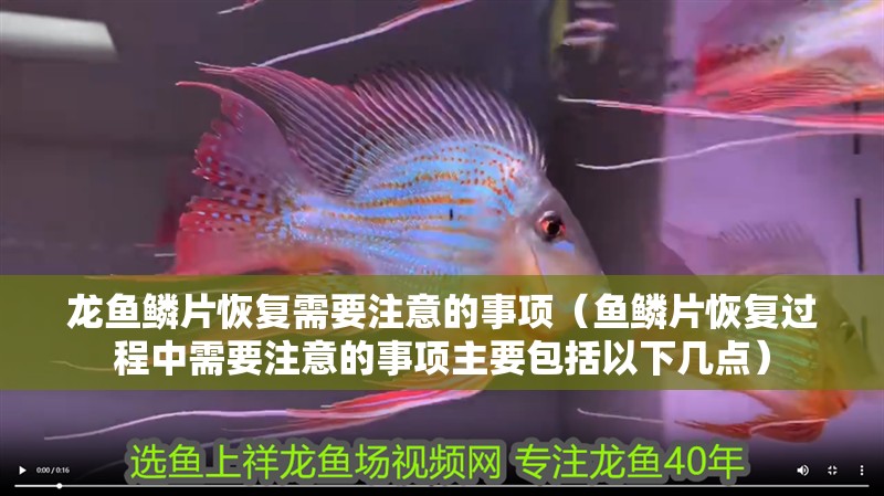 龍魚鱗片恢復(fù)需要注意的事項(xiàng)（魚鱗片恢復(fù)過程中需要注意的事項(xiàng)主要包括以下幾點(diǎn)）