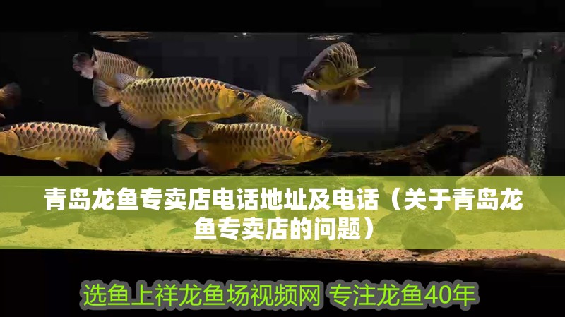 青島龍魚專賣店電話地址及電話（關于青島龍魚專賣店的問題）