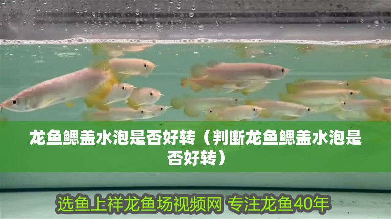 龍魚鰓蓋水泡是否好轉（判斷龍魚鰓蓋水泡是否好轉）
