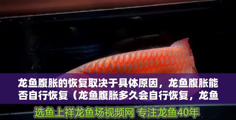 龍魚腹脹的恢復取決于具體原因，龍魚腹脹能否自行恢復（龍魚腹脹多久會自行恢復，龍魚腹脹的恢復取決于具體原因） 龍魚腹脹的恢復取決于具體原因，龍魚腹脹能否自行恢復（龍魚腹脹多久會自行恢復，龍魚腹脹的恢復取決于具體原因） 龍魚百科