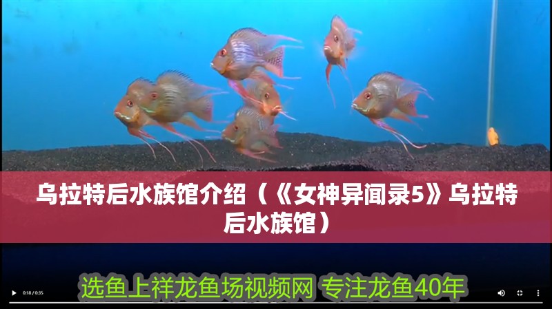烏拉特后水族館介紹（《女神異聞錄5》烏拉特后水族館）