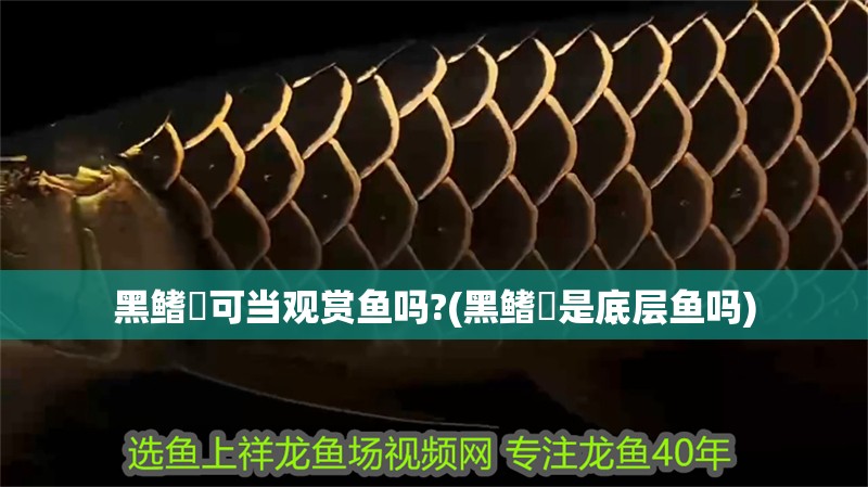 黑鰭鳈可當觀賞魚嗎?(黑鰭鳈是底層魚嗎)