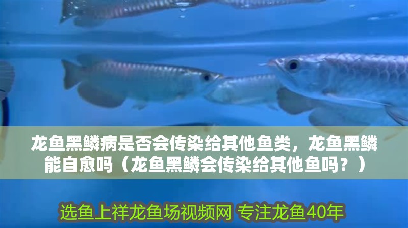 龍魚黑鱗病是否會傳染給其他魚類，龍魚黑鱗能自愈嗎（龍魚黑鱗會傳染給其他魚嗎？）